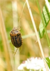 Eurygaster austriaca