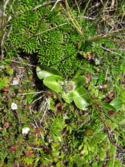 Eryngium humile