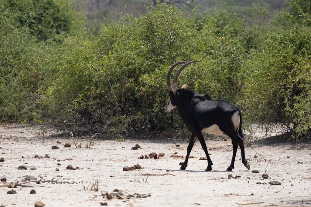 Hippotragus niger niger, Chobe, Botswana, by Ericbrereton