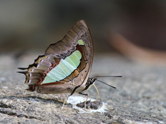 Polyura bharata
