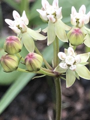 Asclepias michauxii