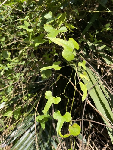 Aristolochia shimadae iNat (2)