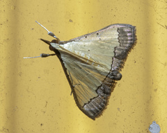 Pseudonoorda nigropunctalis