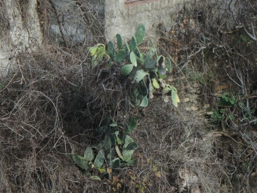 Avistamiento Chumbera (Opuntia ficus-indica)