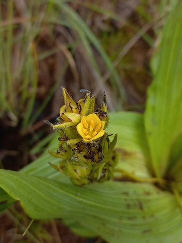 Hypoxis colchicifolia, photograph 5
