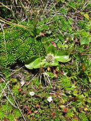 Eryngium humile