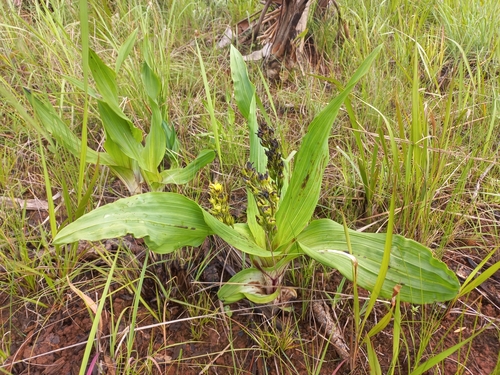 Hypoxis colchicifolia, photograph 6