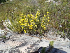 Aspalathus ericifolia