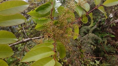 Toxicodendron striatum