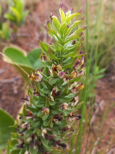 Mad Helmet Orchid (Brachycorythis ovata)