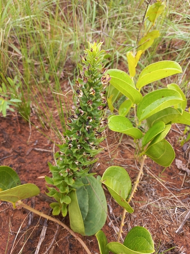 Image of Brachycorythis ovata by (c) Brian du Preez, some rights reserved (CC BY-SA)