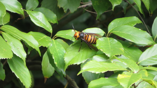 Northern giant hornet