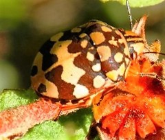 Orsilochides scurrilis