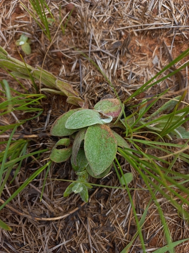 Image of Helichrysum adenocarpum by (c) Brian du Preez, some rights reserved (CC BY-SA)