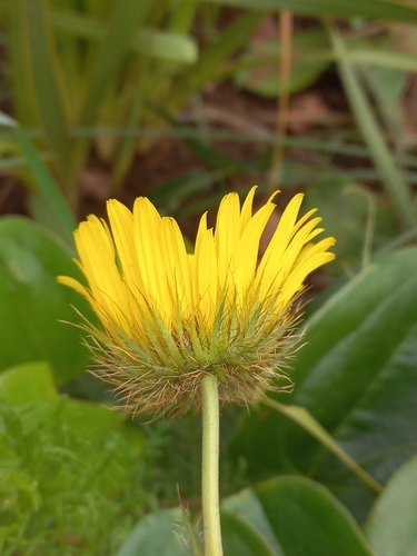 Image of Berkheya speciosa by (c) Brian du Preez, some rights reserved (CC BY-SA)