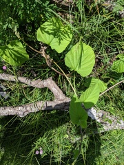 Aristolochia tomentosa