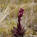 Pedicularis incurva - Photo (c) arutamecotours, some rights reserved (CC BY-NC), uploaded by arutamecotours