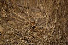 Chrysanthrax edititius