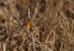 Chrysanthrax edititius