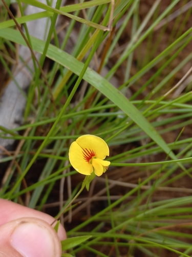 Image of Zornia capensis by (c) Brian du Preez, some rights reserved (CC BY-SA)