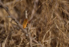 Chrysanthrax edititius