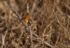 Chrysanthrax edititius