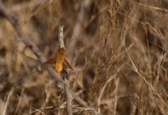 Chrysanthrax edititius