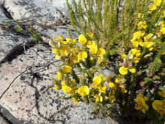 Aspalathus ericifolia