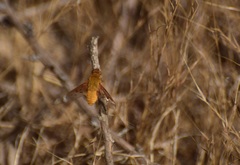 Chrysanthrax edititius