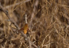 Chrysanthrax edititius