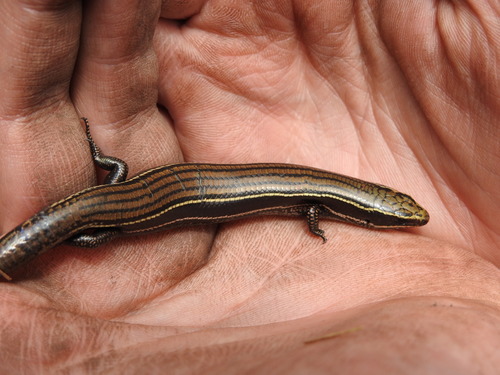 Cope's Skink