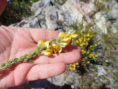 Aspalathus ericifolia