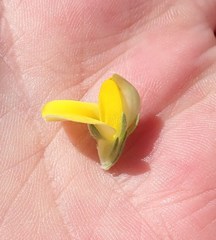 Aspalathus ericifolia