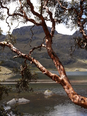 Polylepis reticulata