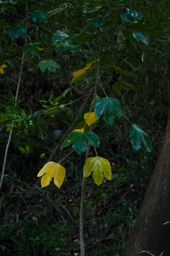 Image of Dendropanax trifidus by (c) WATANABE Hitoshi 渡辺仁, some rights reserved (CC BY)