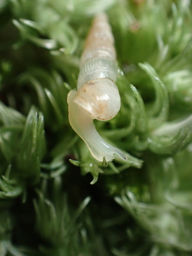 Streptostele musaecola observed 2024-11-23