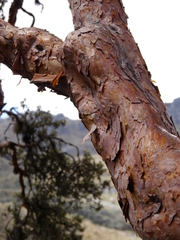 Polylepis reticulata
