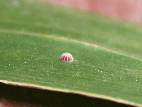 Photo of Indian Palm Bob (Suastus gremius)