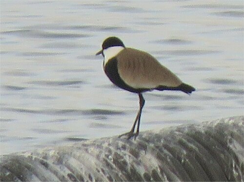 Spur-winged Lapwing