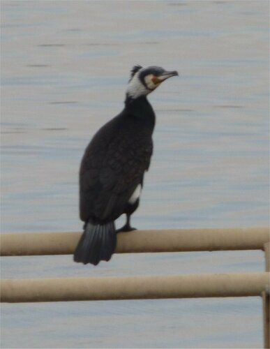 Great Cormorant