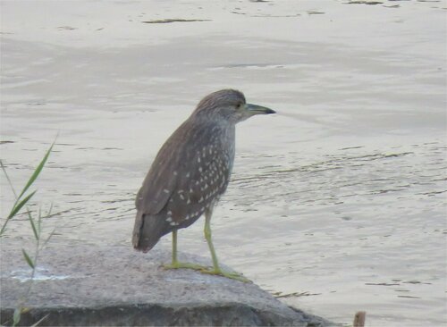 Black-crowned Night Heron