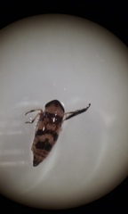 Anoscopus serratulae