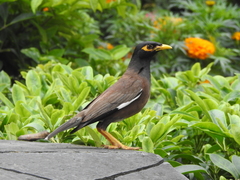 Acridotheres tristis