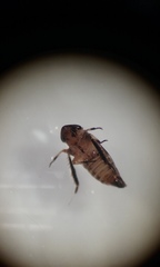 Anoscopus serratulae