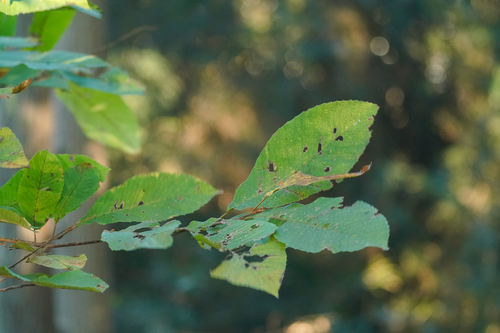 Image of Meliosma myriantha by (c) WATANABE Hitoshi 渡辺仁, some rights reserved (CC BY)
