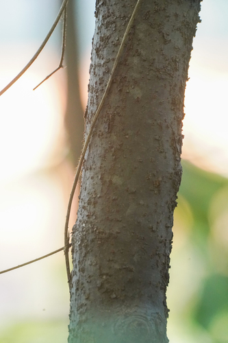 Image of Meliosma myriantha by (c) WATANABE Hitoshi 渡辺仁, some rights reserved (CC BY)