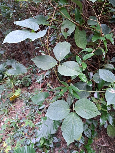 Illigera luzonensis (Illigera luzonensis)