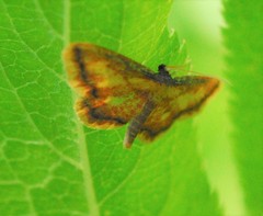 Idaea muricata