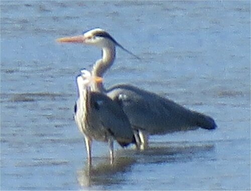 Grey Heron