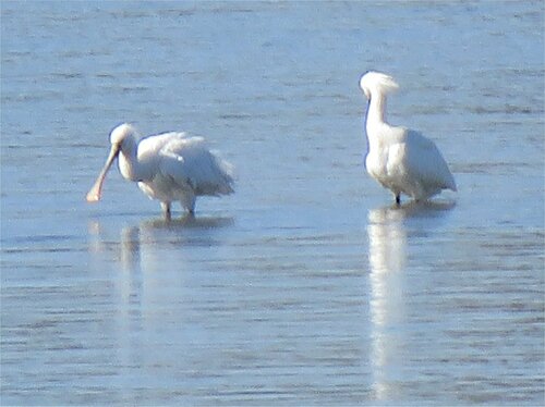 Eurasian Spoonbill